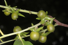 Diospyros sylvatica